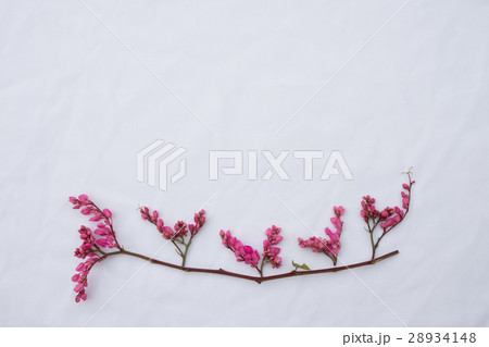 Pink coral vine budding flowers Pink coral vine budding flowers 28934148