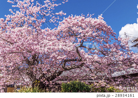 河津桜　原木 28934161