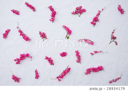 Pattern of pink coral vine flowers with branches 28934179