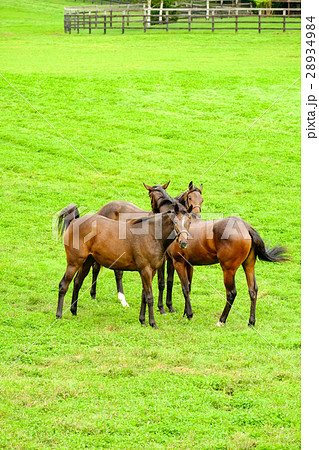 サラブレッドの育成牧場 サラブレッドの育成牧場 28934984