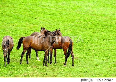 サラブレッドの育成牧場 28934987
