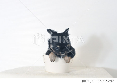 カップに入ったチワワの子犬 カップに入ったチワワの子犬 28935297