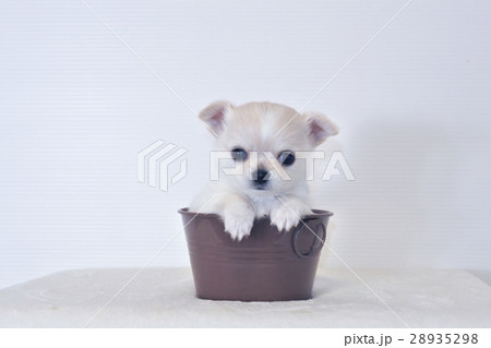 おとなしいチワワの子犬 おとなしいチワワの子犬 28935298