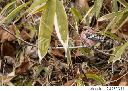 木の枝に止まるベニマシコ 28935331