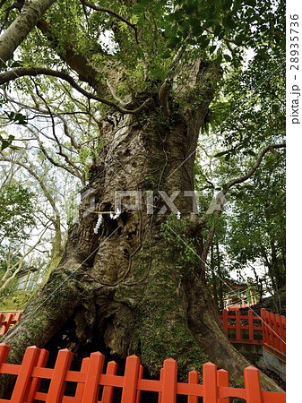 新田神社の大樟 新田神社の大樟 28935736