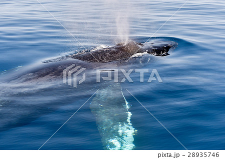 ザトウクジラ 28935746