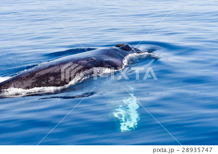 ザトウクジラ 28935747