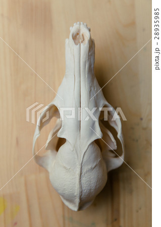 Skull fox lying on a wooden table. Colored paint Skull fox lying on a wooden table. Colored paint 28935985