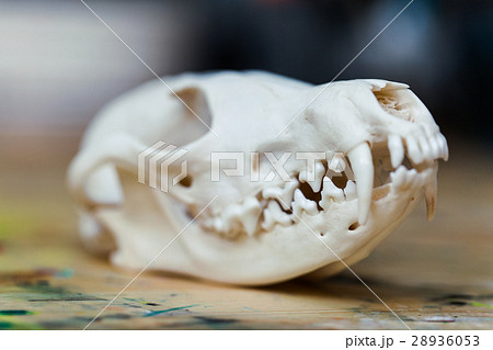 Skull fox lying on a wooden table. Colored paint 28936053