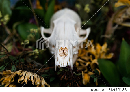 Skull fox in a bouquet of flowers wilted sunflower 28936188