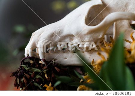 Skull fox in a bouquet of flowers wilted sunflower Skull fox in a bouquet of flowers wilted sunflower 28936193