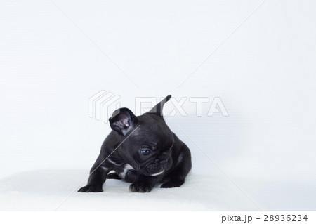 仲良し３兄弟のチワワの子犬 28936234