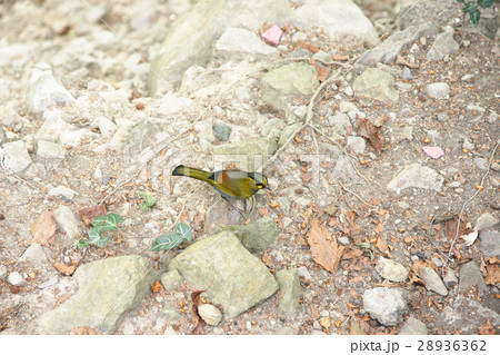 鳥 鳥綱 大雪山 28936362