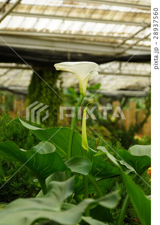 クワズイモ 植物 工場 28937560