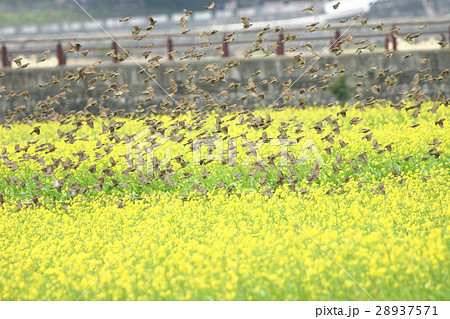 スズメ 雀 ワキアカツグミ 28937571