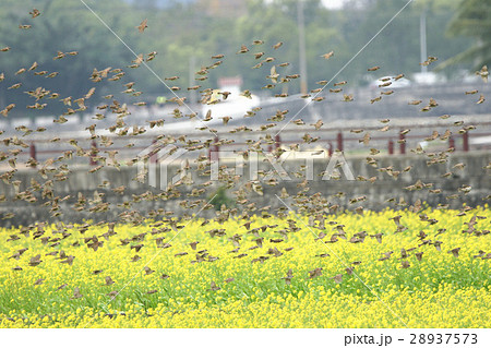 スズメ 雀 ワキアカツグミ 28937573