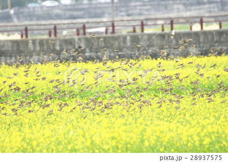 植物 植物学 スズメ 28937575