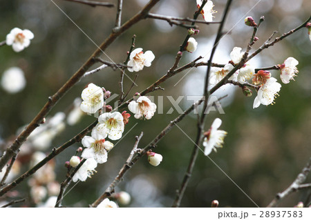 梅 梅の花 蒴果 28937583
