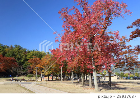 京都 秋の宝が池公園 子どもの楽園の写真素材