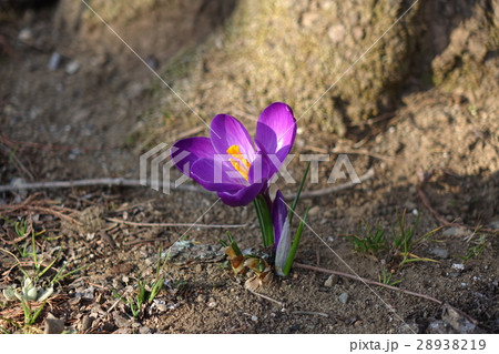 ふかや緑の王国のクロッカス ふかや緑の王国のクロッカス 28938219