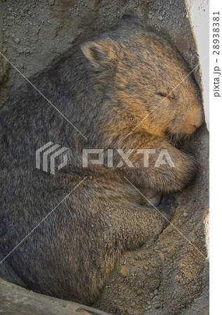 眠るウォンバット 28938381