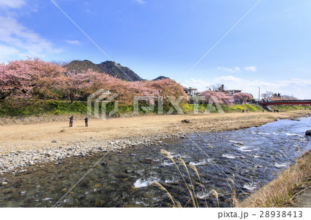 河津桜　河津川 28938413