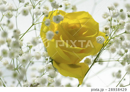 黄色いバラとカスミ草loseup of yellow rose with blurred grass 黄色いバラとカスミ草loseup of yellow rose with blurred grass 28938429