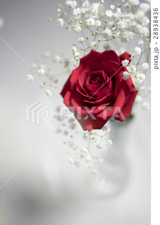 一輪の真っ赤なバラの花とカスミソウred Rose With Blurred Grassの写真素材