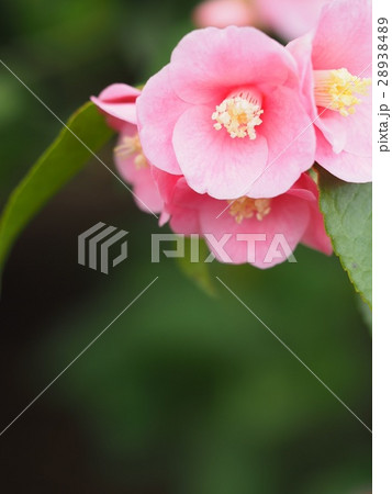 美しい椿の花の写真素材 2384
