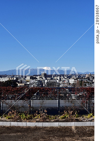 成城不動橋より富士山冬の朝景 28938667