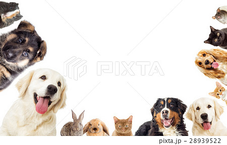 Set of pets 28939522