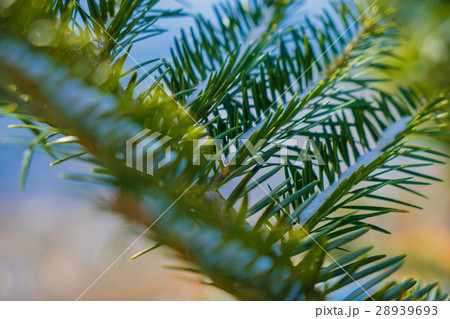 緑色 緑 グリーン 28939693