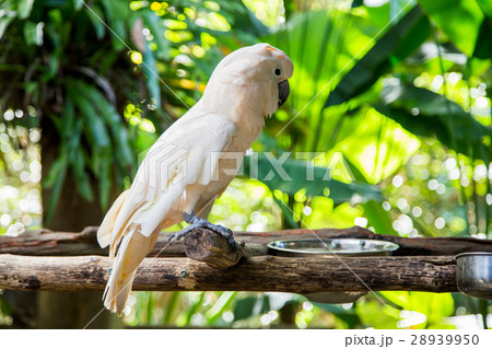Lovely cockatoo is sitting on a branch. close up 28939950