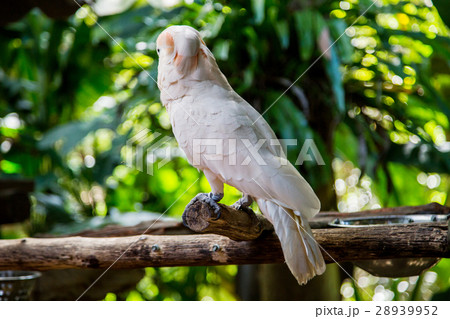 Lovely cockatoo is sitting on a branch. close up 28939952