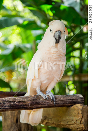 Lovely cockatoo is sitting on a branch. close up 28939954