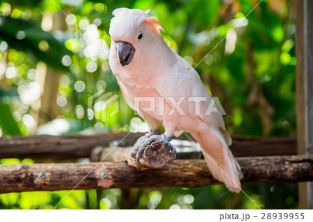 Lovely cockatoo is sitting on a branch. close up 28939955