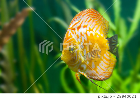 floating fishes in an aquarium with stones floating fishes in an aquarium with stones 28940021