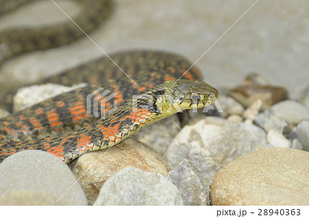 ヤマカガシ_DSC7172 ヤマカガシ_DSC7172 28940363