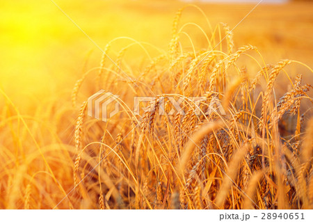 Gold wheat field Gold wheat field 28940651