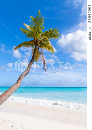 Coconut palm grows on white sandy beach 28940903