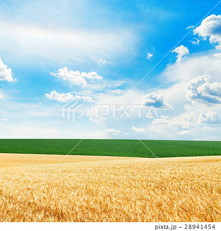 golden and green fields and blue sky with clouds 28941454