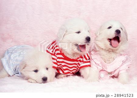 かわいい子犬 かわいい子犬 28941523