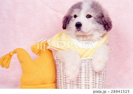 かわいい子犬 かわいい子犬 28941525
