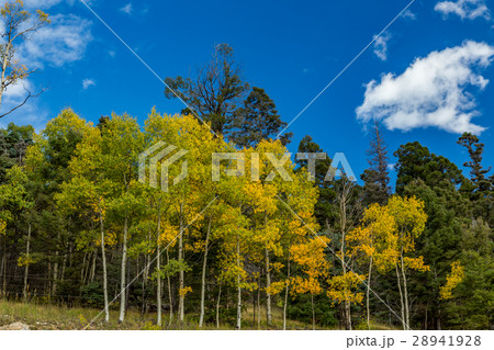 Aspen leaves changing 28941928