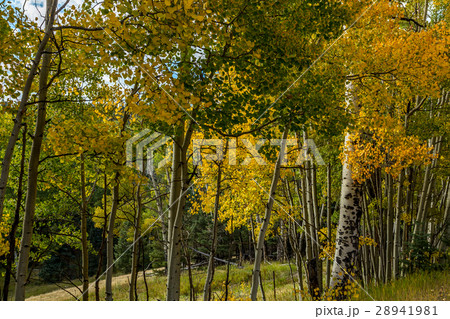 Aspen leaves changing 28941981