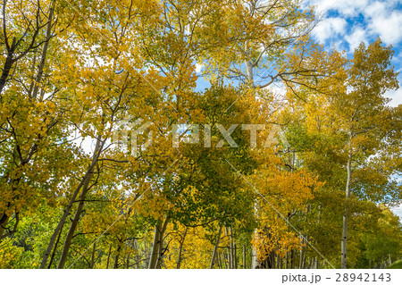 Aspen leaves changing 28942143