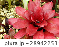 赤色の温室植物 28942253