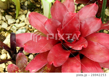 赤色の温室植物 28942253