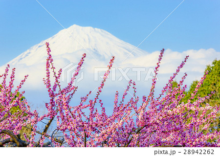 岩本山公園の梅 28942262