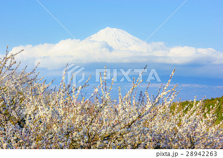 岩本山公園の梅 岩本山公園の梅 28942263